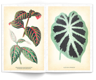 Book Les Plantes ebook Illustrated Monthly