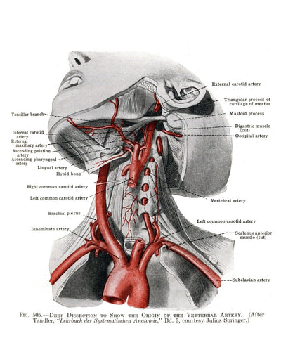 Anatomy Volume 2