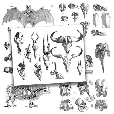 Book Animal Skulls and Skeletons Illustrated Monthly