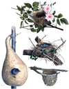 eBook Bird Nests Illustrated Monthly