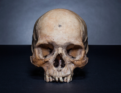 New Life: Artist Skull Ref. Vol.1