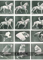 animals-in-motion-tattoo-art-