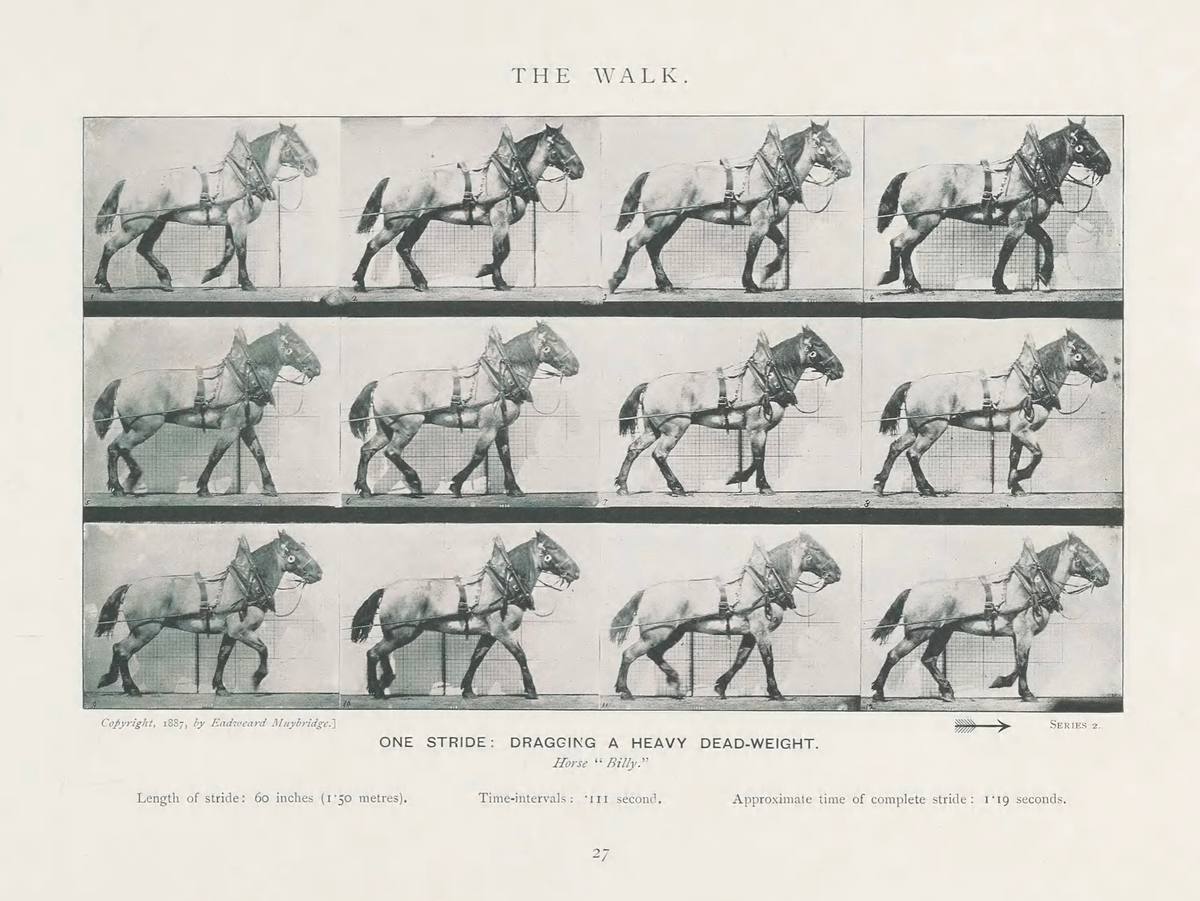 Animals in Motion | Shop Illustrated Books, eBooks and Prints
