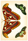 eBook Butterfly and Moth Illustrated Monthly