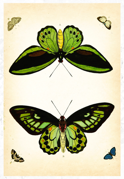 eBook Butterfly and Moth Illustrated Monthly