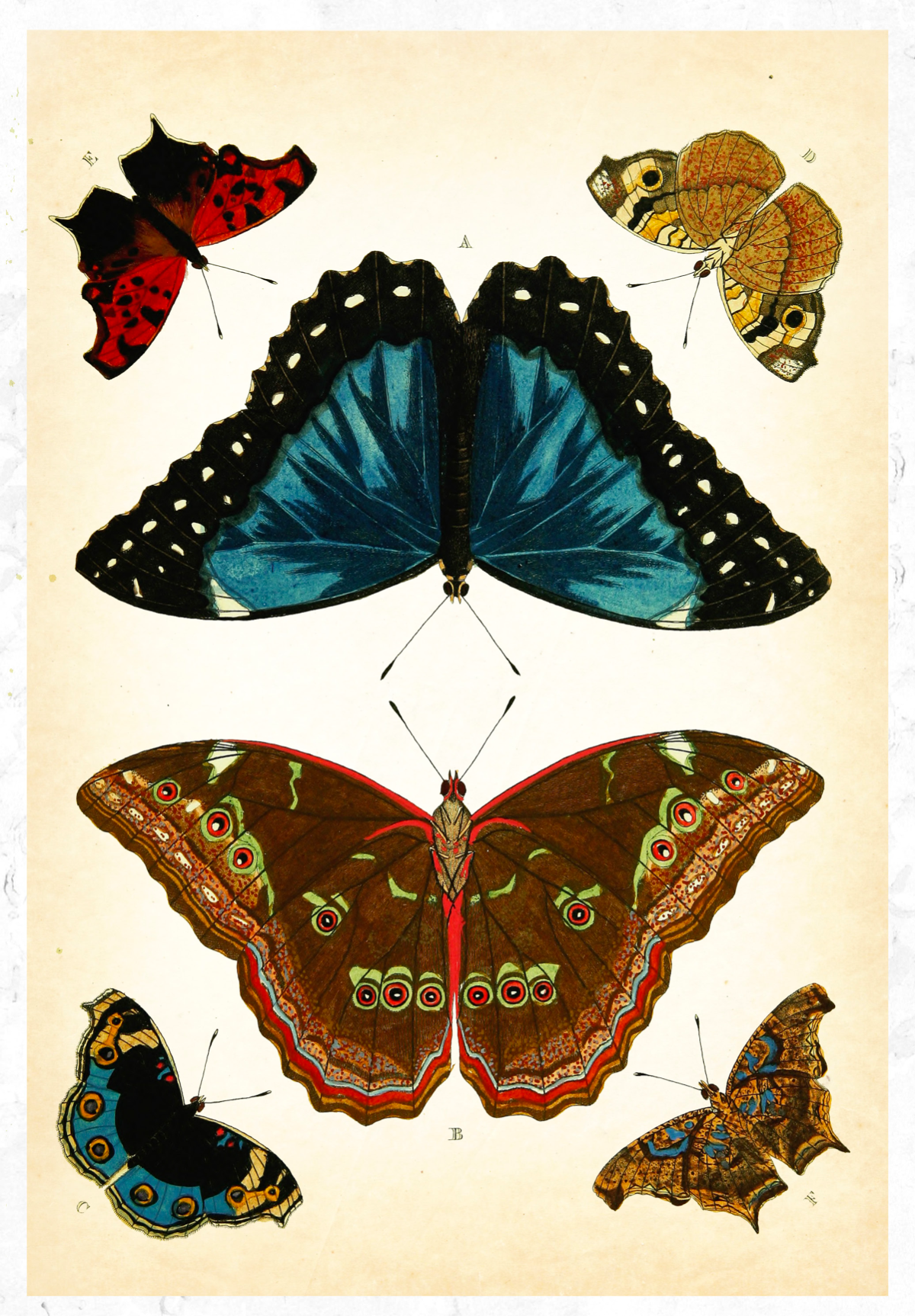 eBook Butterfly and Moth Illustrated Monthly