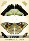 eBook Butterfly and Moth Illustrated Monthly