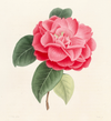 eBook Camellias Illustrated Monthly