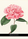 eBook Camellias Illustrated Monthly