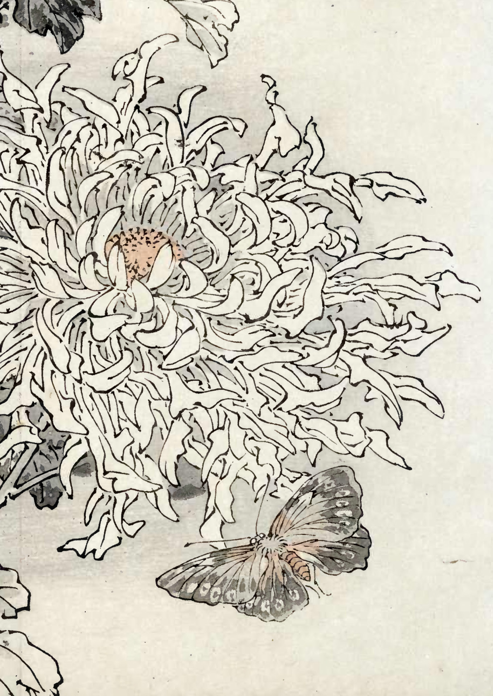 eBook Chrysanthemums big fish