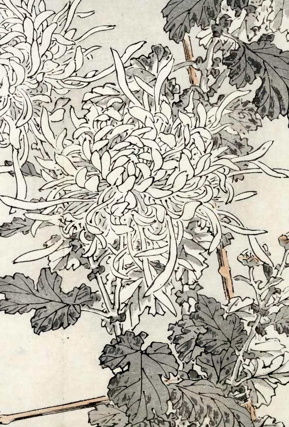 eBook Chrysanthemums big fish