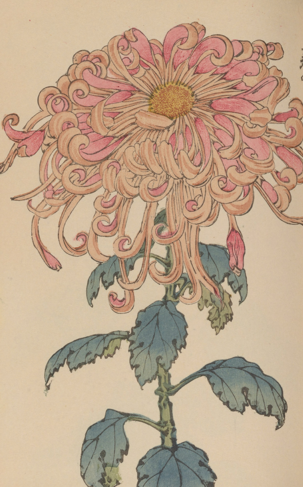 eBook Chrysanthemums big fish