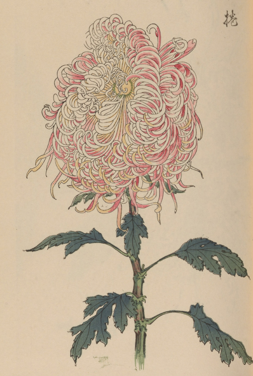 eBook Chrysanthemums big fish