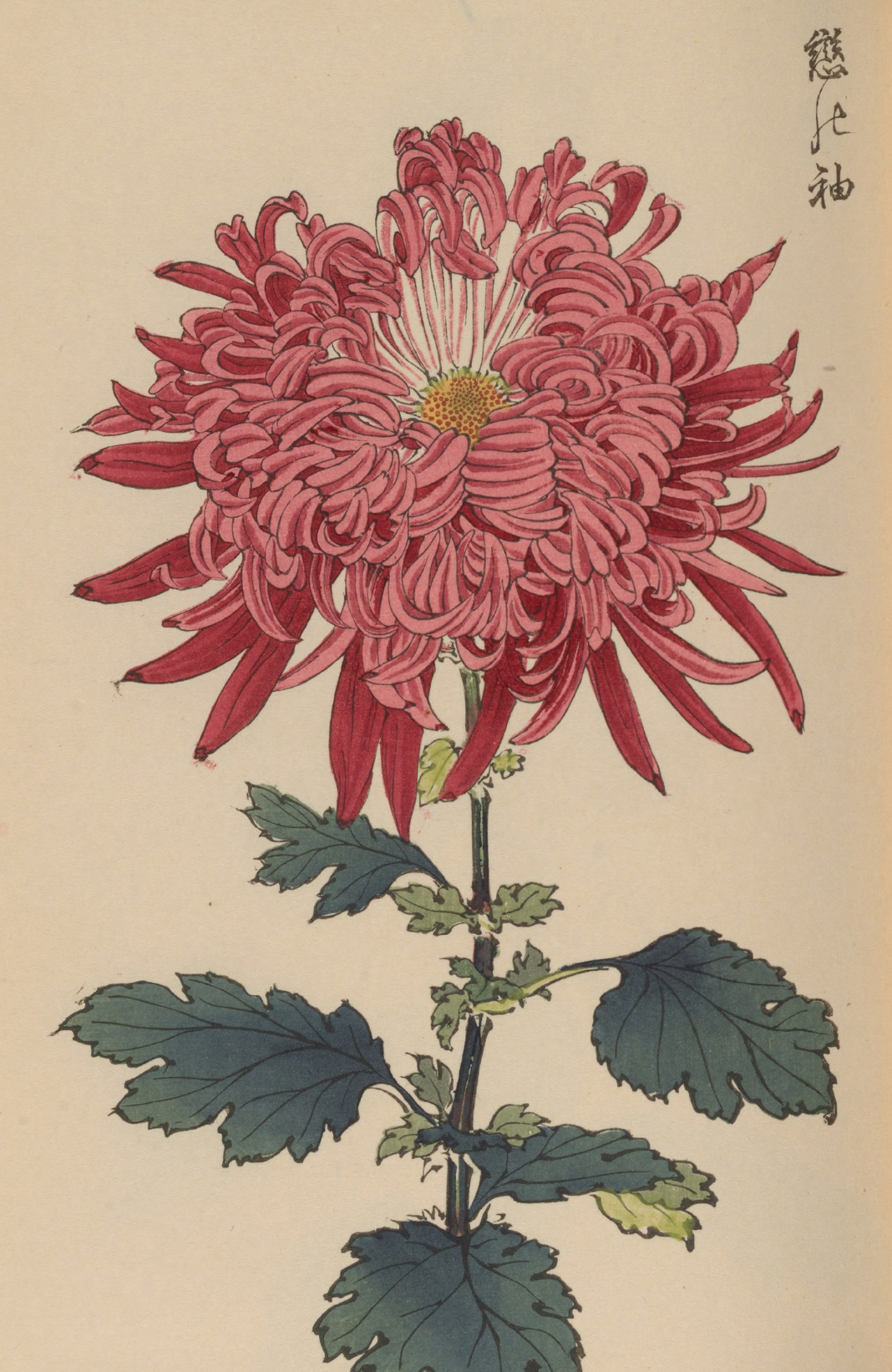 eBook Chrysanthemums big fish