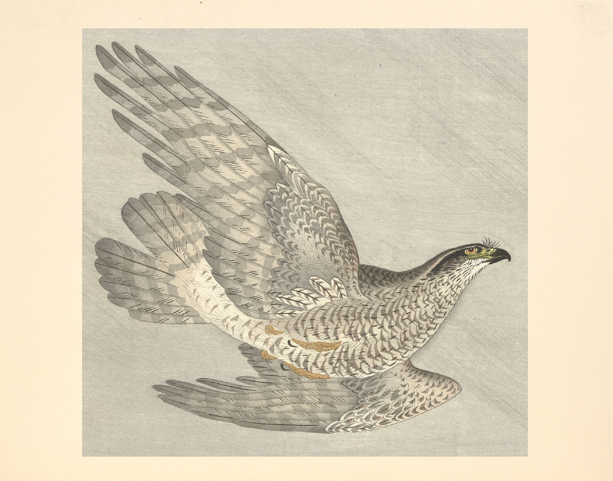 eBook Eagle and Hawk Illustrated Monthly