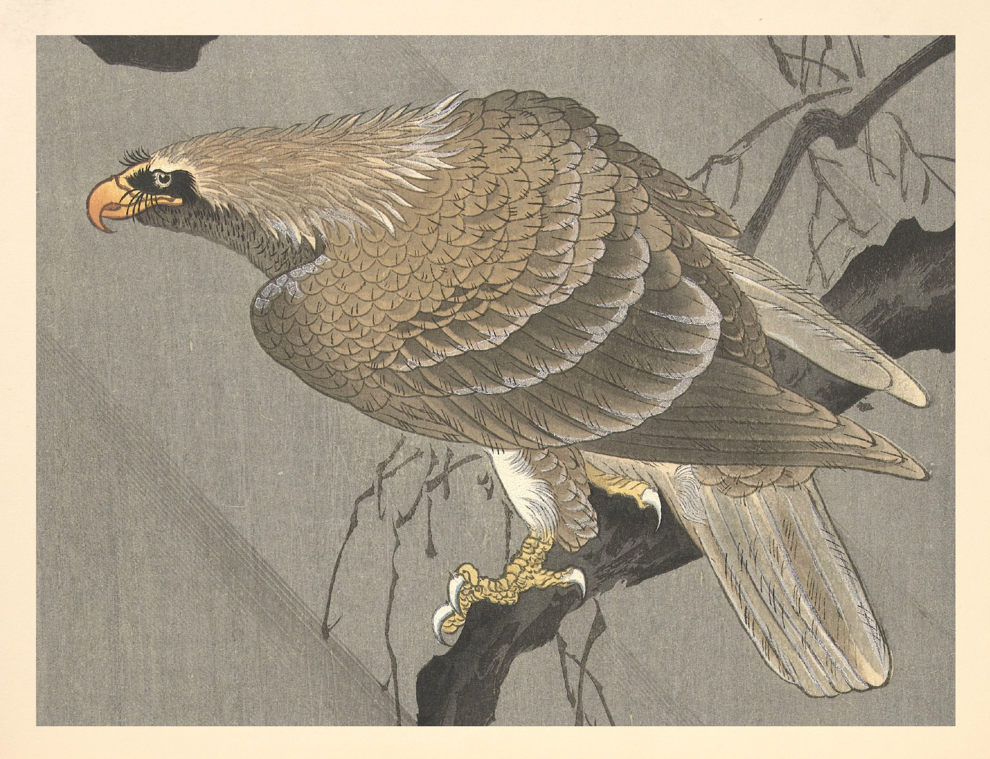 eBook Eagle and Hawk Illustrated Monthly