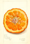 eBook Fruit Illustrated Monthly