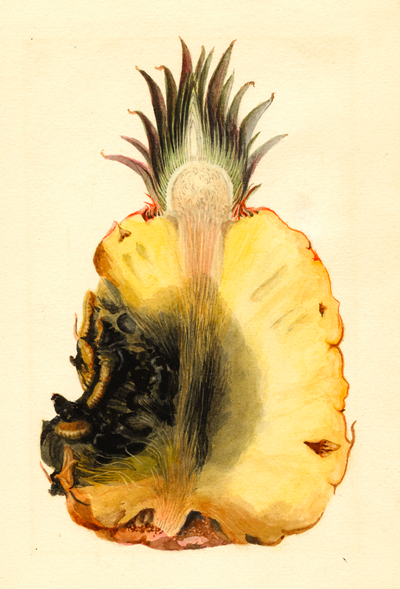 eBook Fruit Illustrated Monthly