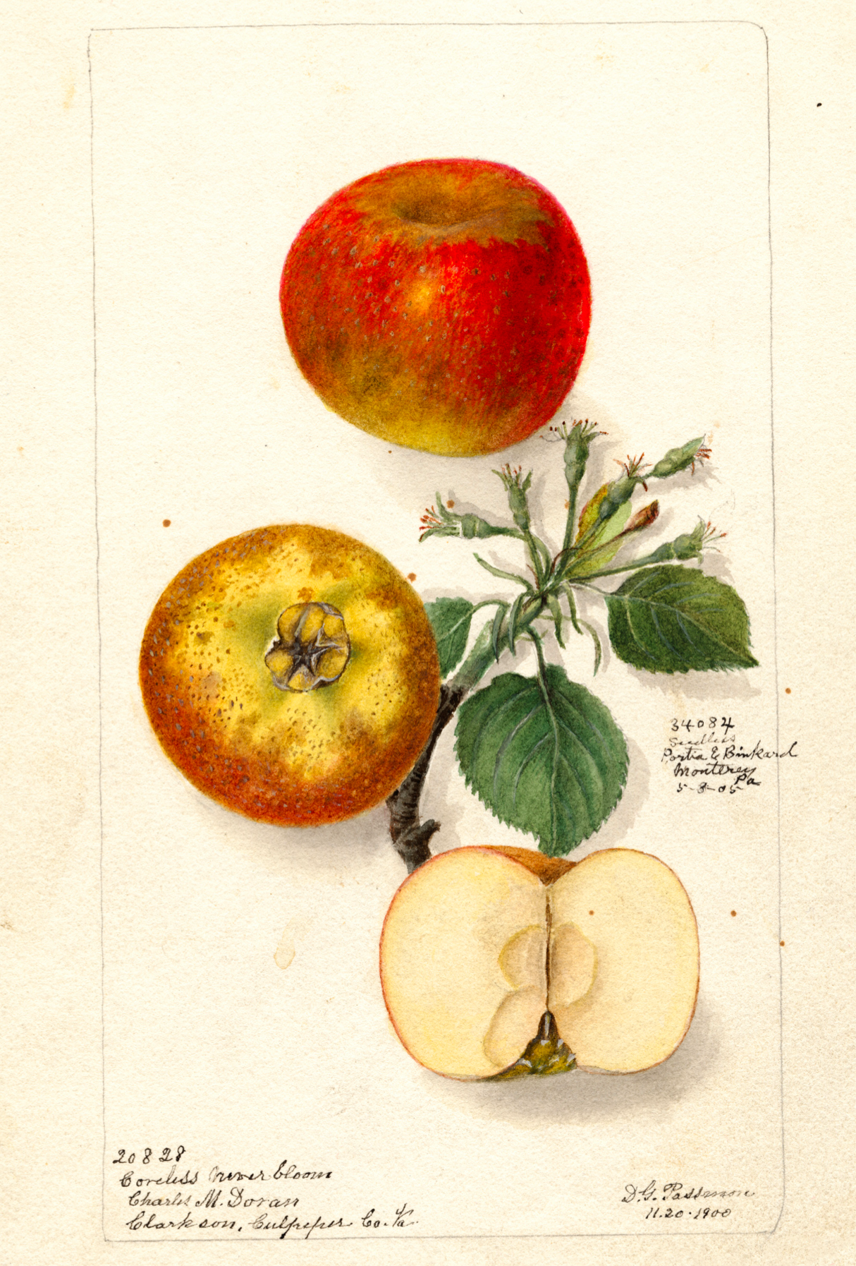 eBook Fruit Illustrated Monthly