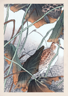 eBook Japanese Birds Illustrated Monthly