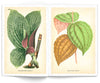 Book Les Plantes ebook Illustrated Monthly