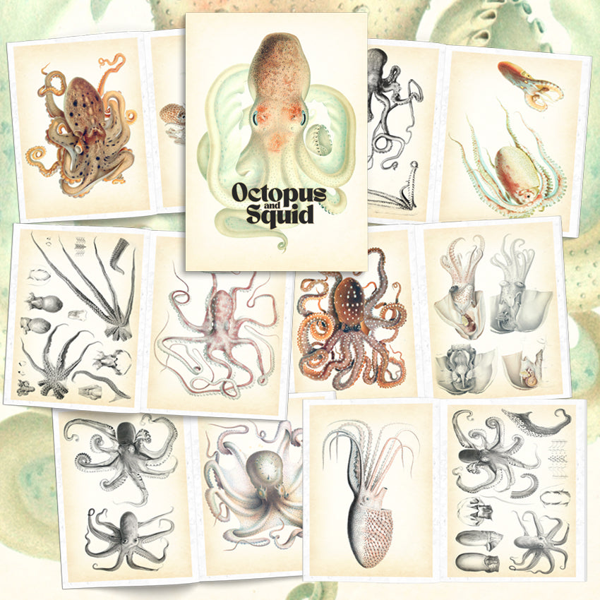 eBook Octopus & Squid Illustrated Monthly
