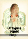 eBook Octopus & Squid Illustrated Monthly