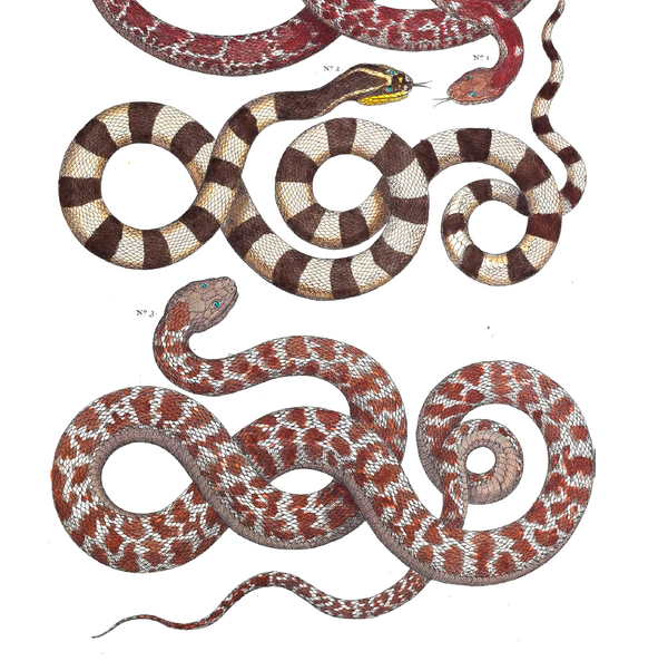 Snakes | Shop Illustrated Books, eBooks and Prints