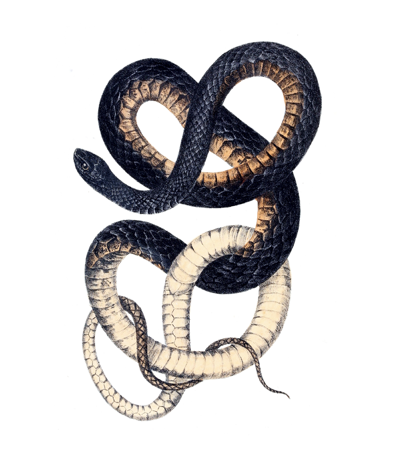 eBook Snakes Illustrated Monthly