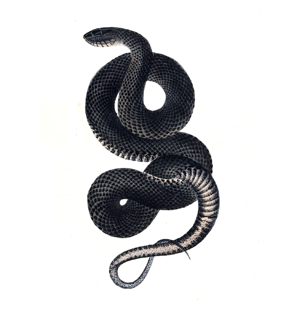 eBook Snakes Illustrated Monthly