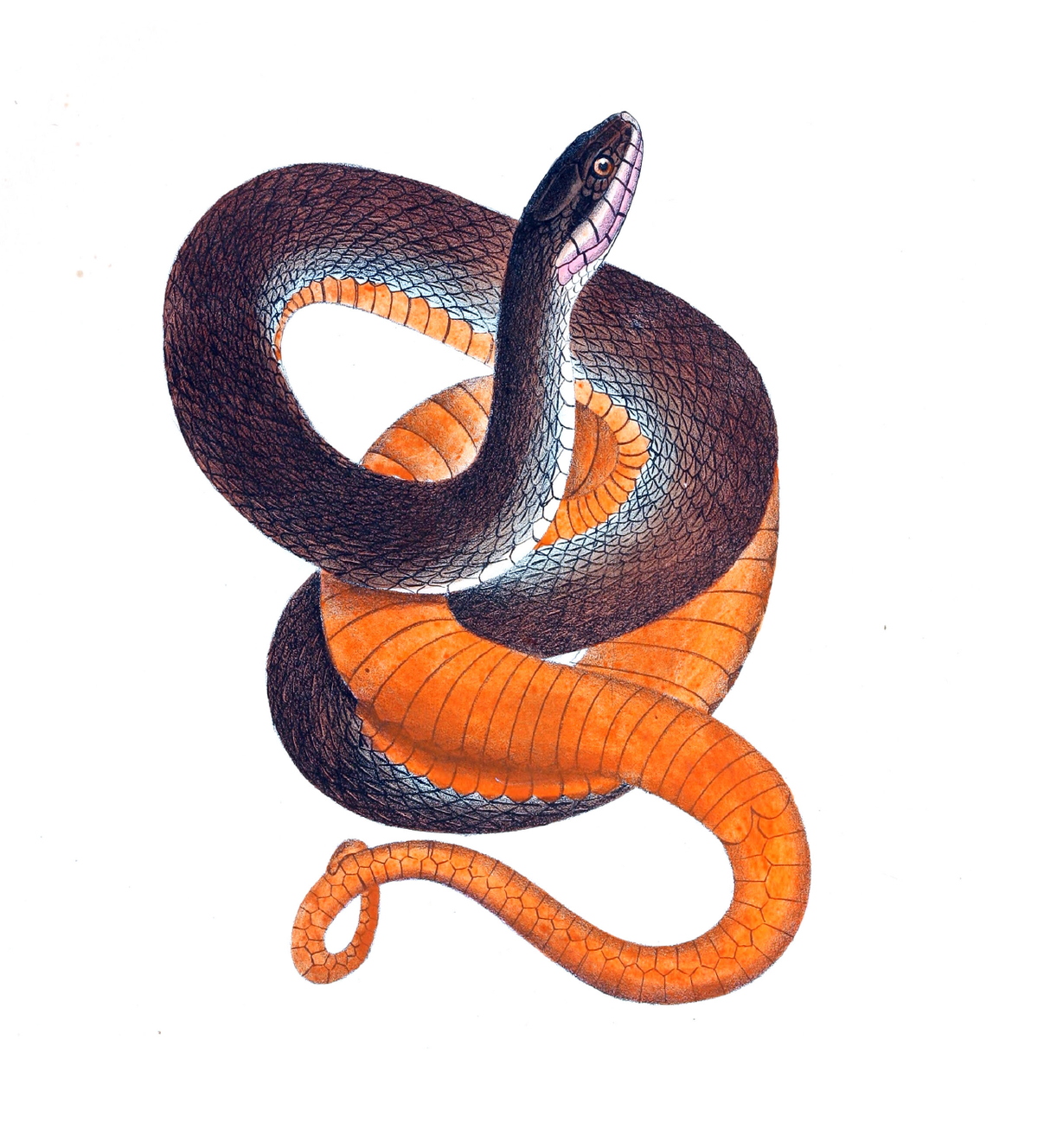 Snake Ondulating Reference Snakes | Shop Illustrated Books, eBooks and Prints