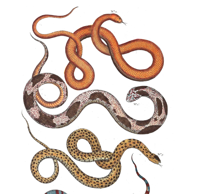 Snakes | Shop Illustrated Books, eBooks and Prints