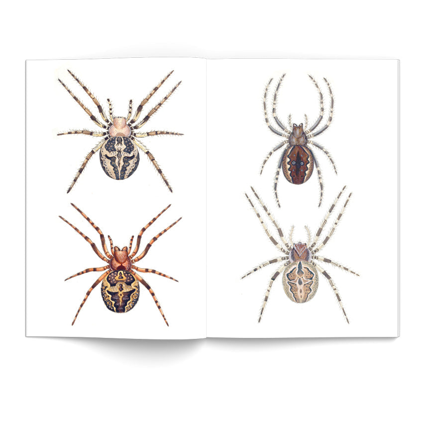 eBook Spiders and Scorpions Illustrated Monthly