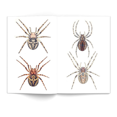 eBook Spiders and Scorpions Illustrated Monthly