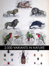 2000 Variants in Nature