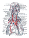 Anatomy Volume 1