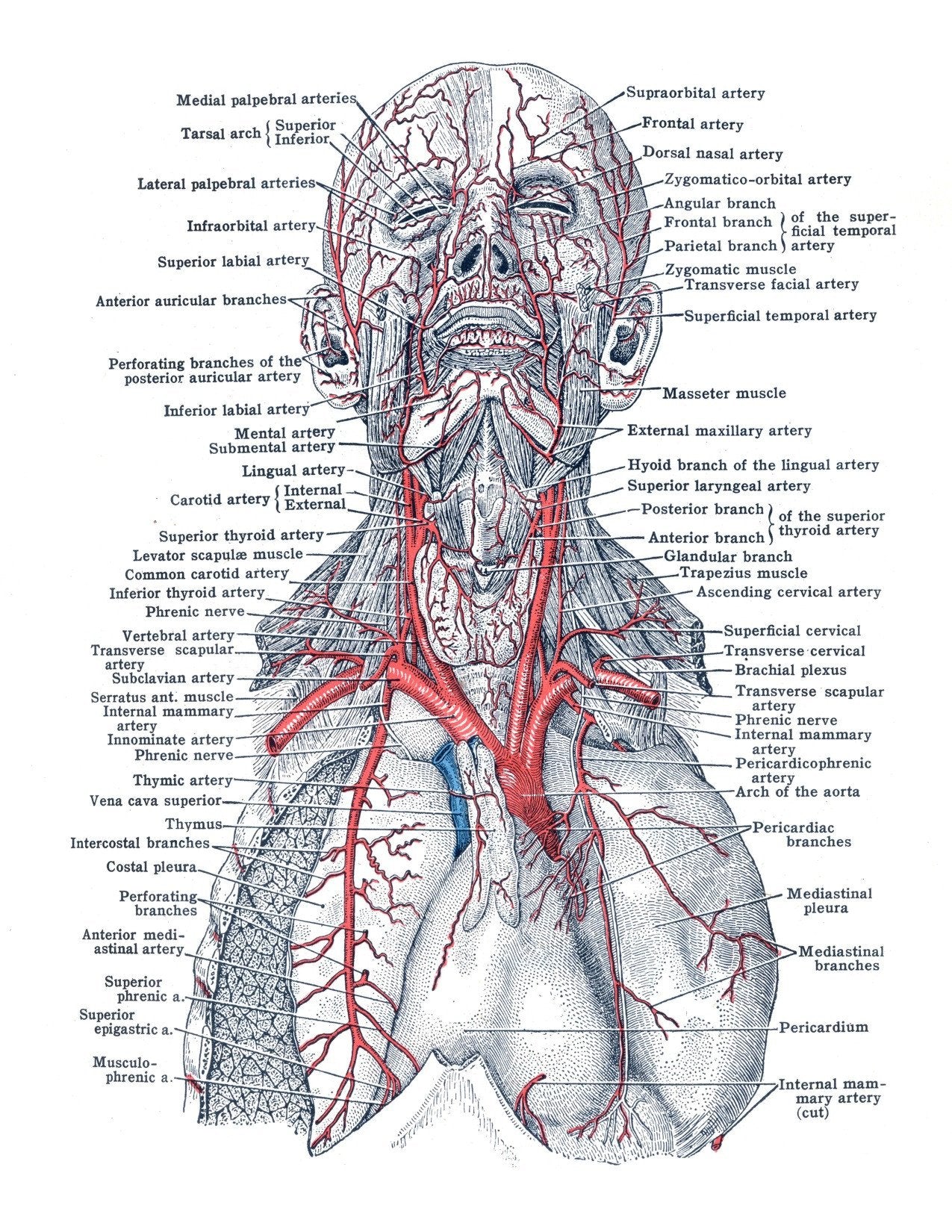 Anatomy Volume 1