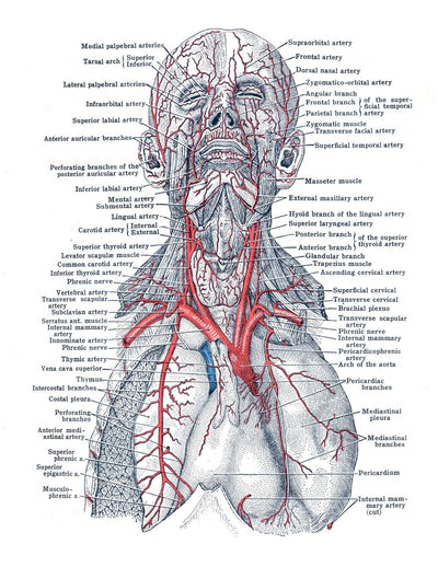 Anatomy Volume 1