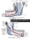 Anatomy Volume 2