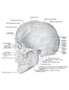 Anatomy Volume 2