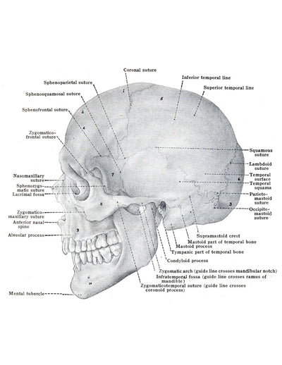 Anatomy Volume 2