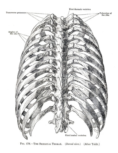 Anatomy Volume 2