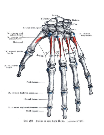 eBook Anatomy Volume 3 Pale Horse