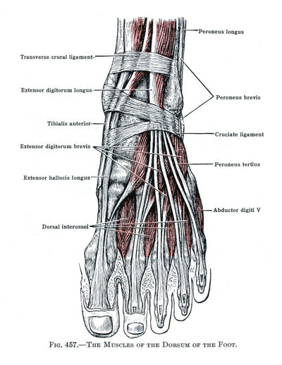 eBook Anatomy Volume 3 Pale Horse