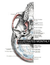 eBook Anatomy Volume 3 Pale Horse