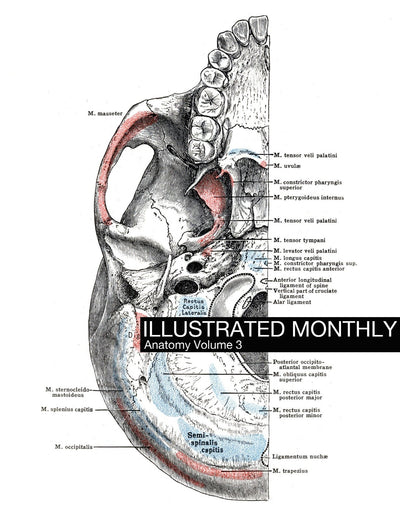 eBook Anatomy Volume 3 Pale Horse