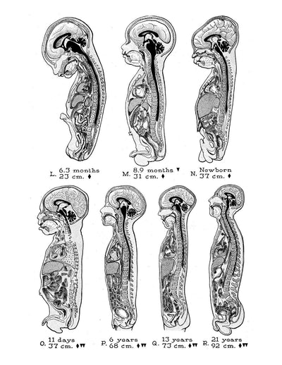 eBook Anatomy Volume 3 Pale Horse