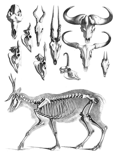 Book Animal Skulls and Skeletons Illustrated Monthly
