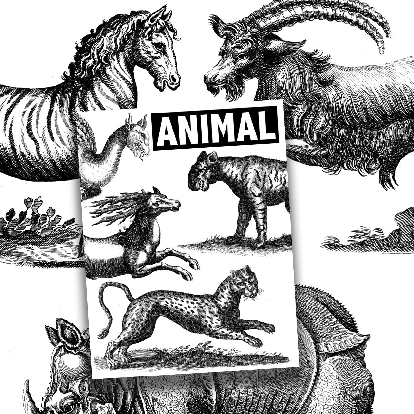 Book Animal Illustrated Monthly