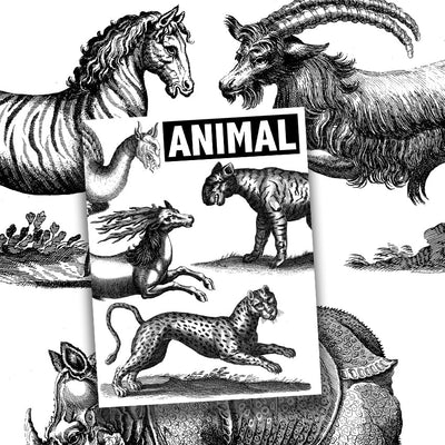 Book Animal Illustrated Monthly